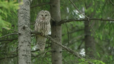 The Ural Owl (Strix Uralensis) On A Tree Branch Inside Green Forest Stock Footage 243999198