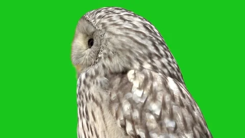 A Ural owl (Strix uralensis)  turns his head away and then looks at the camer Stock Footage 328450147