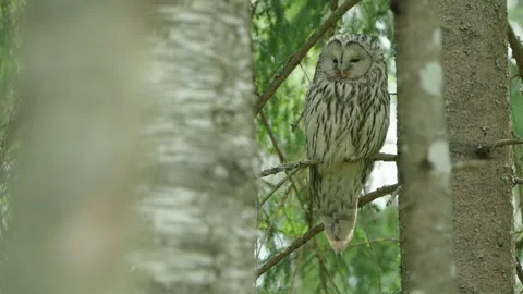 The Ural Owl On A Tree Branch Inside Green Forest On A Windy Day Video stock 243998783