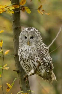 Ural owl in the tree Foto stock