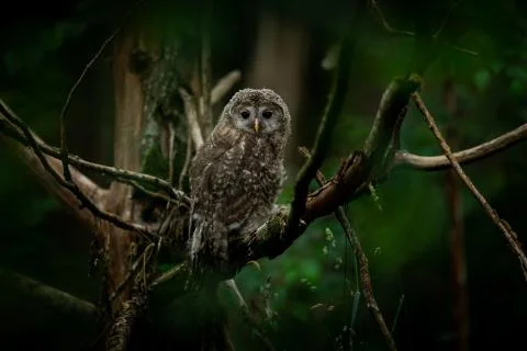 Ural owl in the tree Stock Photos