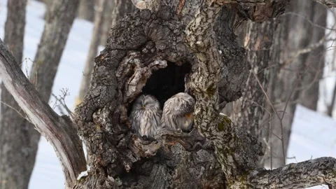Ural Owls resting in a tree bark in snowy Hokkaido, Japan 스톡 동영상 290161394