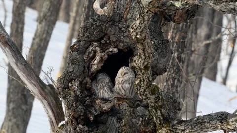 Ural Owls resting in a tree bark in snowy Hokkaido, Japan Stock Footage 290161402