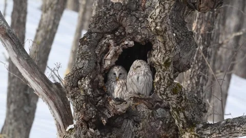 Ural Owls resting in a tree bark in snowy Hokkaido, Japan Stock-Footage 297533772