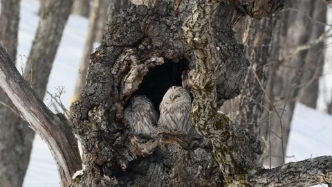 Ural Owls resting in a tree bark in snowy Hokkaido, Japan Stock-Footage 297533799