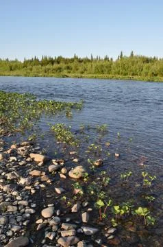 The Ural river. Stock Photos