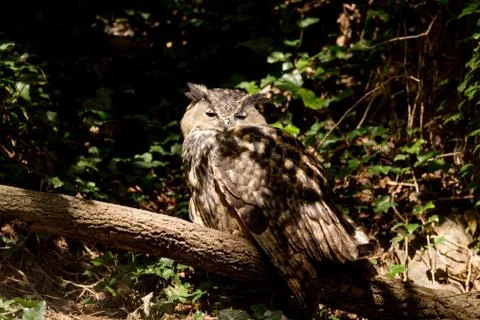 Urasian Eagle-owl sitting on the tree Stock Photos