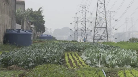 Urban agriculture under power lines in São Paulo’s East Zone Video stock 315535853