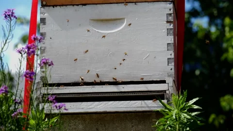 Urban Bee Hive Stock Footage 155001503