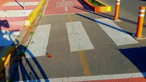 Urban Bicycle Path Markings under Sunlight and Shadow Stock Footage 307646514