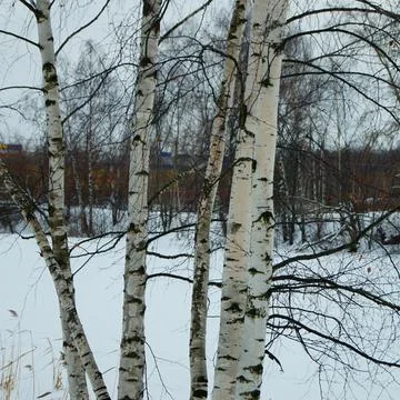 Urban birches Stock Photos