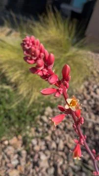 🌸 Urban Bloom: Red False Yucca Flowers Stock Photos
