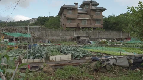 Urban cabbage and vegetable farm in Taiwan, Low angle, Tilt Up Vídeos de archivo 344854187