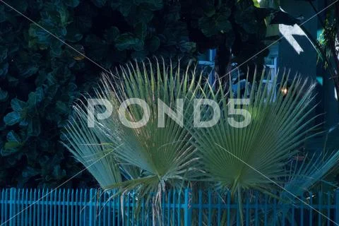 Urban Caged Palms Stock Photos