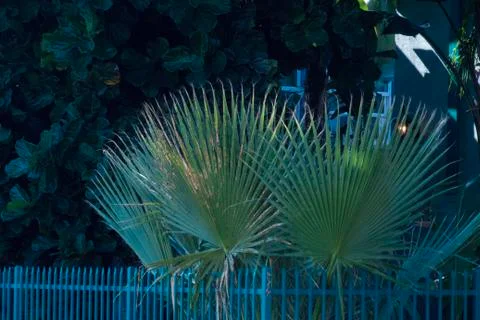 Urban Caged Palms Stock Photos