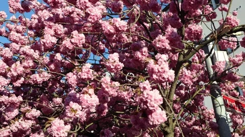 Urban cherry blossom branches with bright spring light Stock Footage 334045575