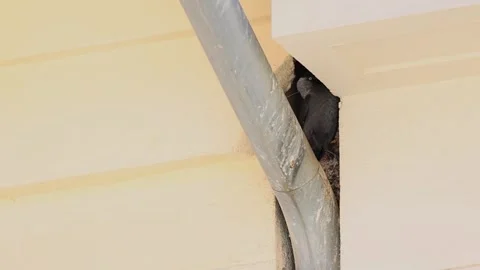 Urban Common Jackdaw in Bright Daylight Vidéo 341808354