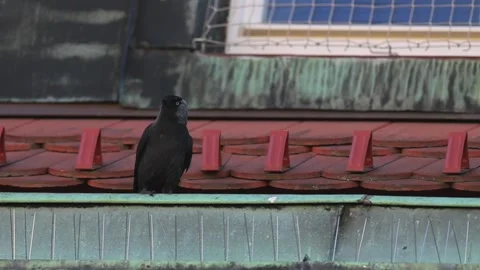 Urban Common Jackdaw in Bright Daylight Stock Footage 341808355