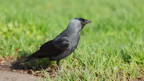 Urban Common Jackdaw in Bright Daylight Stock Footage 341808467