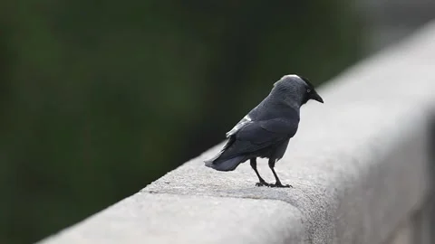 Urban Common Jackdaw in Bright Daylight Stock Footage 341808471