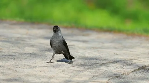 Urban Common Jackdaw in Bright Daylight Stock Footage 341808474