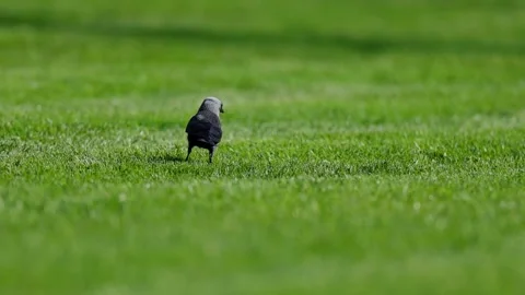 Urban Common Jackdaw in Bright Daylight Vidéo 341808476