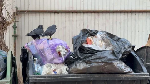 Urban crows and ravens foraging in trash can dumpster Stock-Footage 332799868