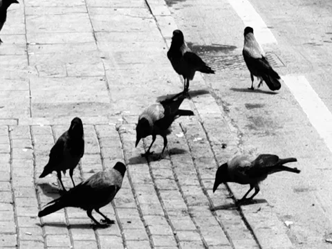 Urban Crows Video stock 102912600