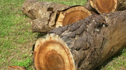 Urban deforestation 1 Stock Footage 8994866