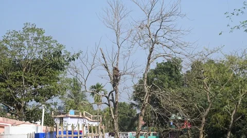 Urban Deforestation in India Stock Footage 299608621