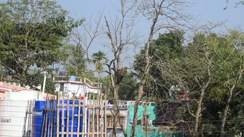 Urban Deforestation in India Stock Footage 299608724