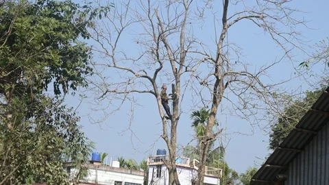 Urban Deforestation in India Stock Footage 299608802