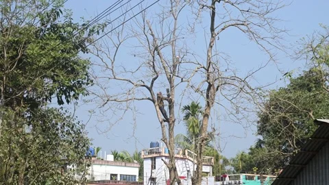 Urban Deforestation in India Stock Footage 299608897