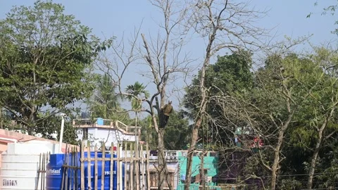 Urban Deforestation in India Stock Footage 299609106