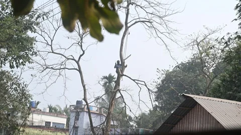 Urban Deforestation in India Stock Footage 299609396