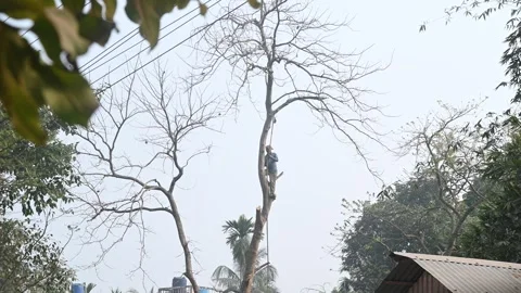 Urban Deforestation in India Stock Footage 299609872