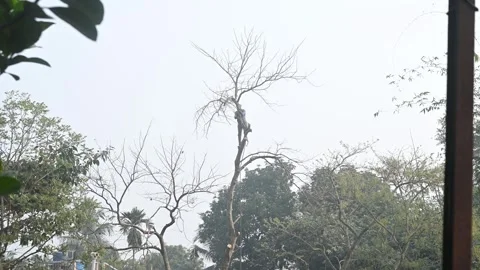 Urban Deforestation in India Stock Footage 299610034
