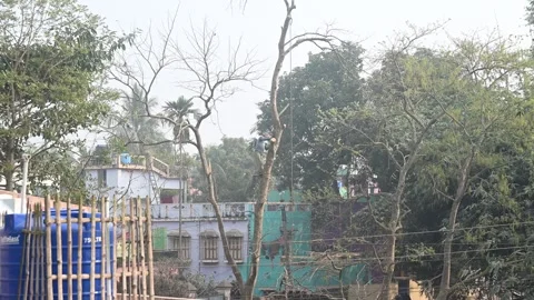 Urban Deforestation in India Stock Footage 299610083