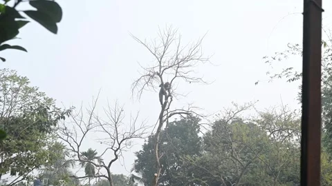 Urban Deforestation in India Stock Footage 299610085
