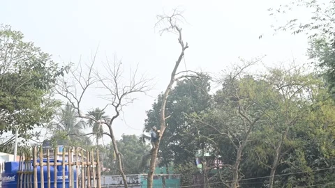 Urban Deforestation in India Stock Footage 299610514