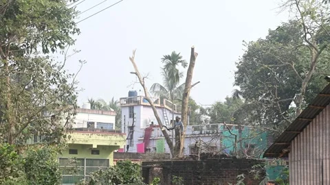 Urban Deforestation in India Stock Footage 299611024