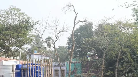Urban Deforestation in India Stock Footage 299611335