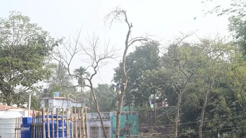 Urban Deforestation in India Stock Footage 299611633