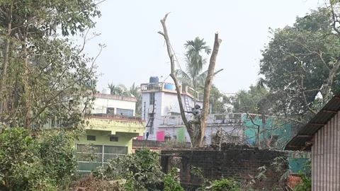 Urban Deforestation in India Stock Footage 299611685