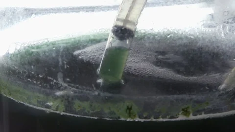 Urban Farming sampling algae growth Stock Footage 97889859