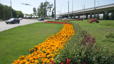 Urban Flower Stands Stock Footage 134284837