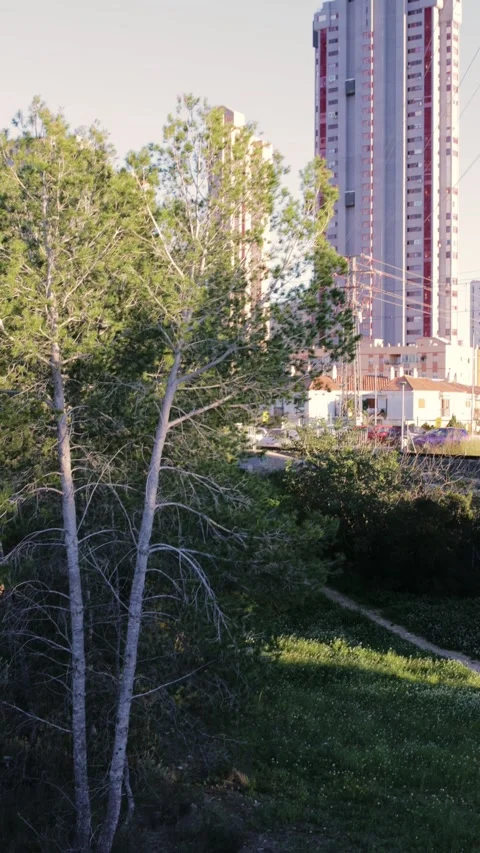 Urban Forest Edge with Benidorm High-Rises Stock Footage 329321389