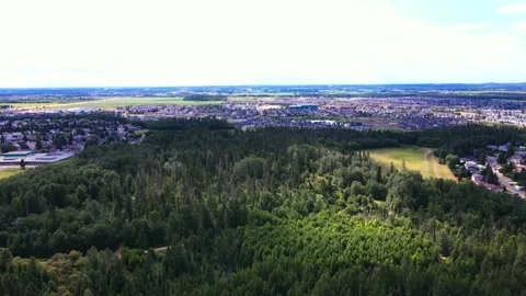 Urban Forest Video stock 171737980