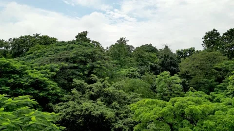Urban Forest Stock Footage 236926878