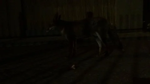 Urban fox Stock Footage 91713202